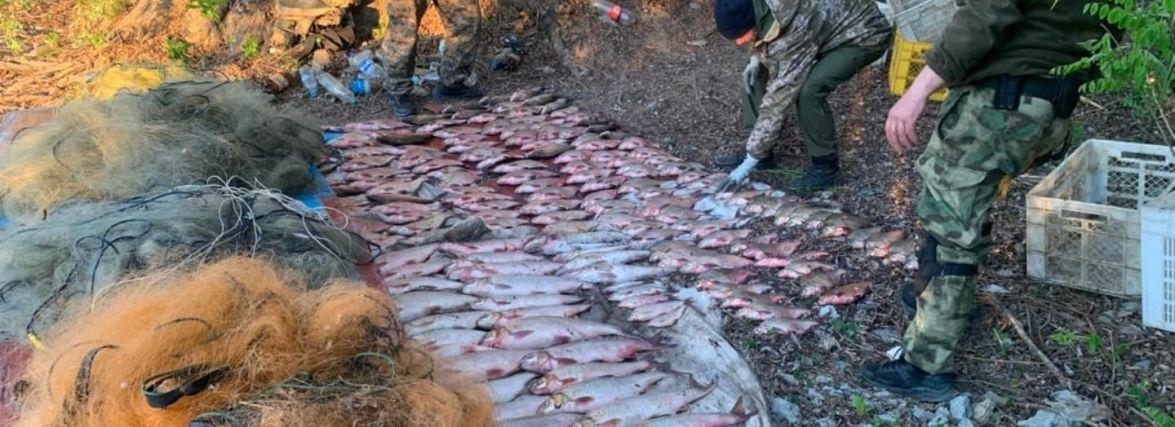 На Кам’янеччині браконьєр наловив риби на півмільйона гривень