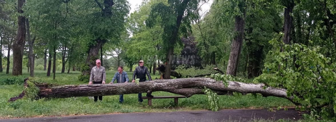 Двохсотлітнє дерево на Хмельниччині постраждало від шквального вітру