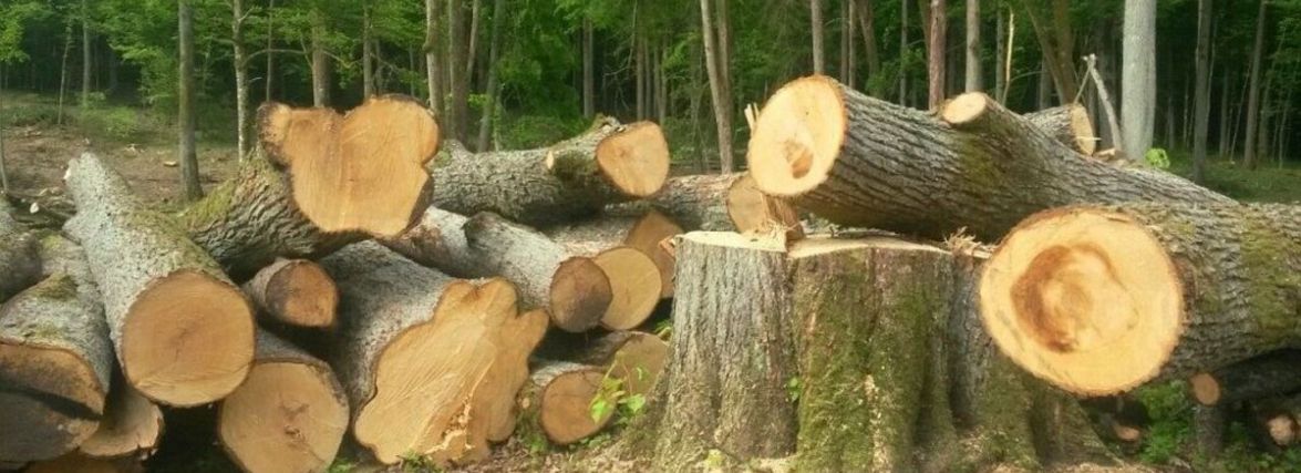 Понад 700 тисяч гривень за зрубаний ліс: Укрзалізниця сплатила за шкоду, завдану Волочиській громаді