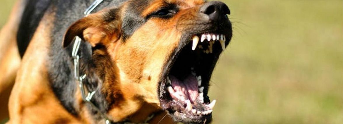 На Хмельниччині зафіксували 16 випадків сказу тварин