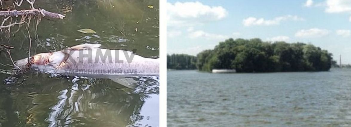 Екологи припустили чому в Південному Бузі гине риба