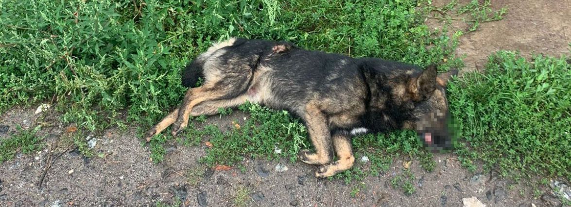 Хмельничанин застрелив собаку з рушниці: у поліції розпочали розслідування