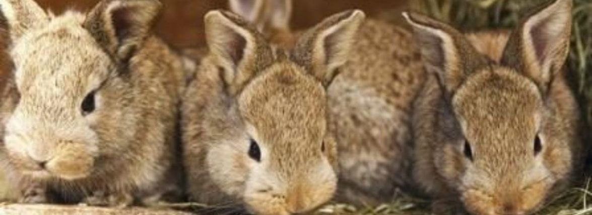 На Хмельниччині п’яний вкрав у сусіда 6 кролів